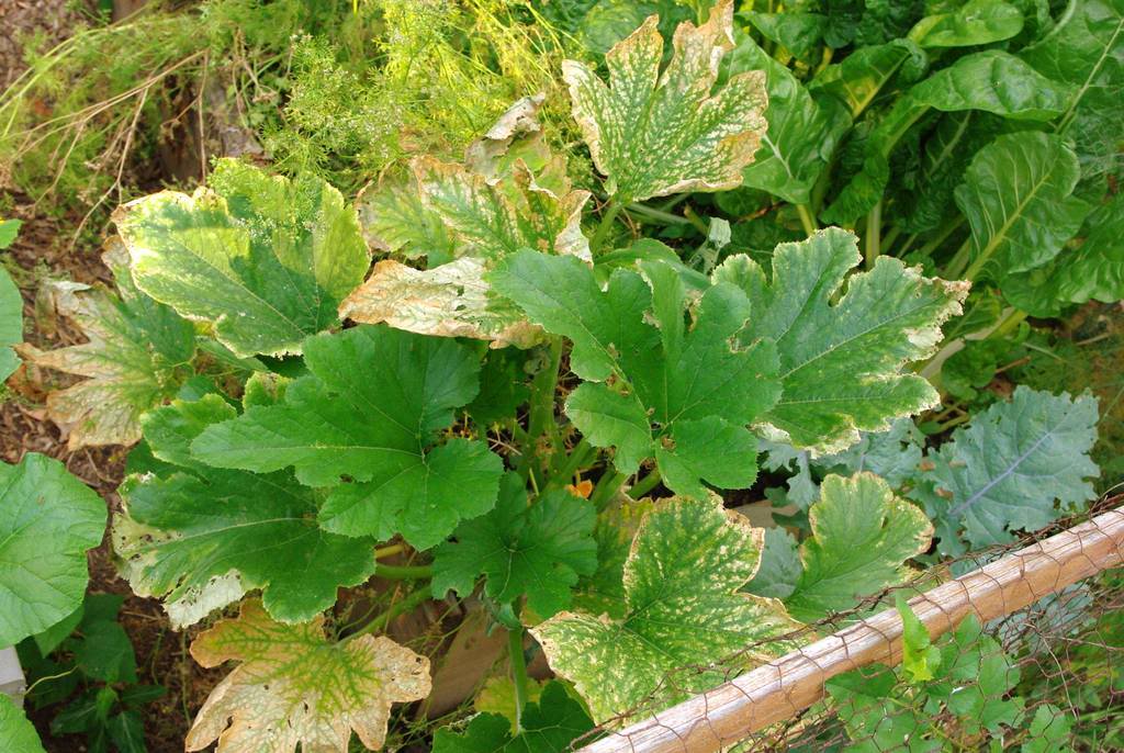 It's Not Work, It's Gardening! My trouble with zucchini